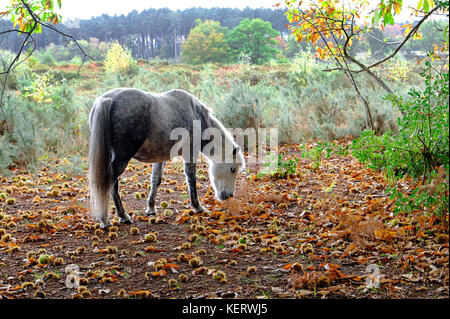 Wilden Ponys essen Kastanien vom Boden, holt Country Park, North Norfolk, England Stockfoto