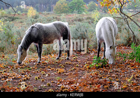 Wilden Ponys essen Kastanien vom Boden, holt Country Park, North Norfolk, England Stockfoto