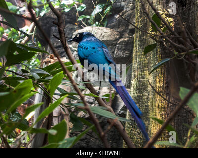 Long-tailed glossy Starling, lamprotornis caudatus Stockfoto