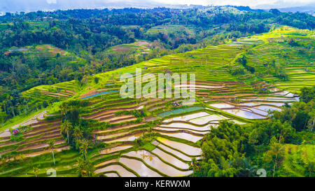 Ubud Reisterrassen. Bali, Indonesien. Stockfoto