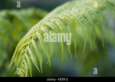 Grünen Farn Blatt mit Sporen bei Kew Botanical Gardens in London. Stockfoto