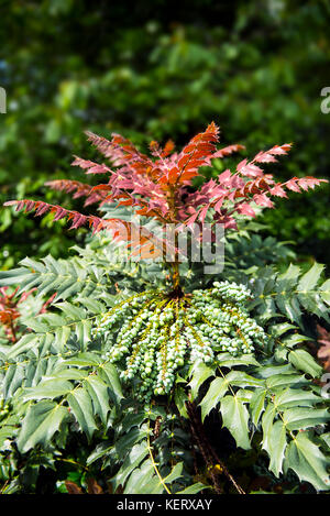 Mahonia japonica 'Buckland', neue Feder Wachstum zusammen mit Früchten aus der vorherigen Saison Stockfoto