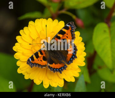 Schneiden Sie das Bild eines kleinen schildpatt Schmetterling Nymphalis urticae auf einem Calendula flower Stockfoto