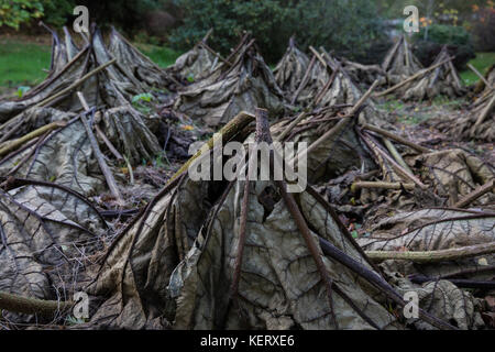 Savill garden, Englefield Green, Großbritannien. 20. Oktober, 2017. fein säuberlich gefaltet Gunnera manicata, oder riesige Rhabarber, savill Garden im Windsor Great Park. Stockfoto