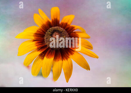 Gelbe echinocea schließen bis auf bunte hintergrund Stockfoto