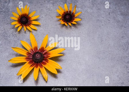 Drei Blumen von echinocea Verlegung auf Grunge backgrond Stockfoto