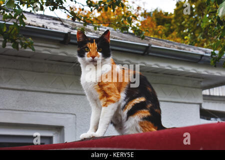 Eine schön gefärbte Katze zur rechten Zeit fotografiert. Stockfoto