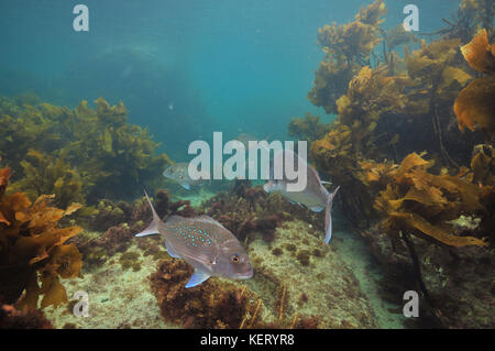 Australasian Schnapper pagrus auratus unter Brown Sea Unkraut der gemäßigt im pazifischen Ozean. Stockfoto