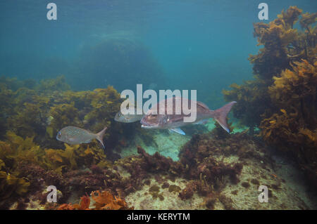 Australasian Schnapper pagrus auratus unter Brown Sea Unkraut der gemäßigt im pazifischen Ozean. Stockfoto