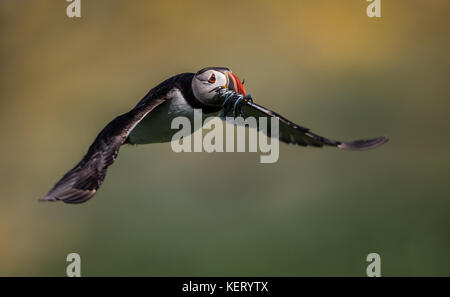 Papageitaucher (Fratercula arctica) mit Bissen von Sandaalen in Flug, North East England, Großbritannien Stockfoto