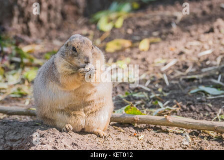 Singles in gopher or