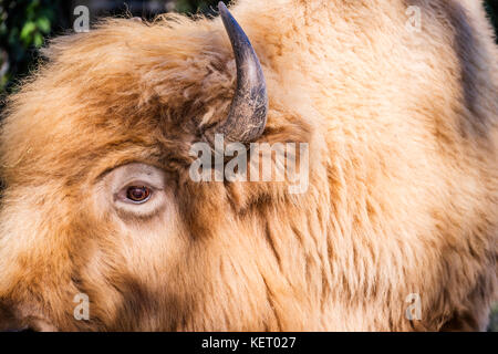 Profil von Bison weg von den Einzelheiten der Auge und Hupe Stockfoto