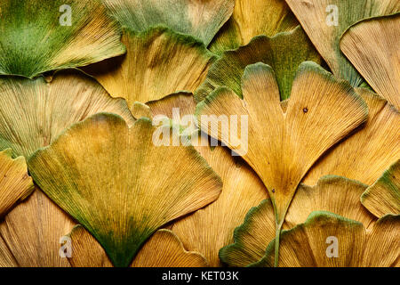 Nahaufnahme von Herbst Ginkgo Biloba Blätter nass vom Regen fallen Stockfoto