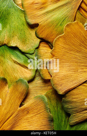 Nahaufnahme von Herbst Ginkgo Biloba Blätter nass vom Regen fallen Stockfoto