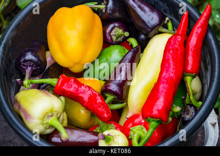 Ernte der süßen Paprika Stockfoto
