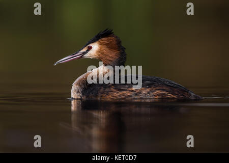 Haubentaucher auf See, England, Großbritannien Stockfoto