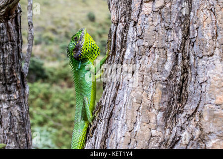 Green Garden Lizard (Calotes calotes) Stockfoto