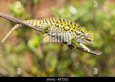 Jewel Chameleon (furcifer lateralis), männlich, in der Nähe von ampangabe, Madagaskar Stockfoto