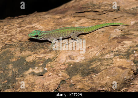 Abbott's Taggecko (Phelsuma Abbotti), männlich, Ankarafantsika Nationalpark im Nordwesten von Madagaskar, Madagaskar Stockfoto