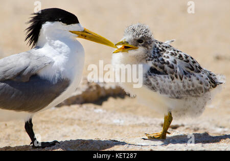 Mehr crested tern (thalasseus bergii) mit Küken, Penguin Island, shoalwater Islands Marine Park, Western Australia Stockfoto