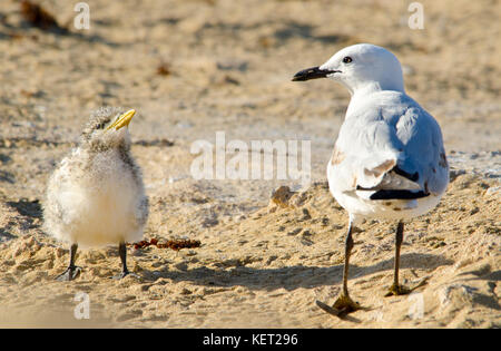 Mehr crested tern (thalasseus bergii) Küken von Silver gull angepirscht, Penguin Island, shoalwater Islands Marine Park, Western Australia Stockfoto