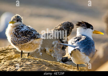 Mehr crested tern (thalasseus bergii) mit Küken, Penguin Island, shoalwater Islands Marine Park, Western Australia Stockfoto