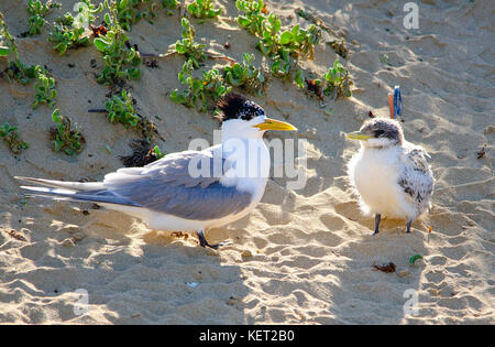 Mehr crested tern (thalasseus bergii) mit Küken, Penguin Island, shoalwater Islands Marine Park, Western Australia Stockfoto