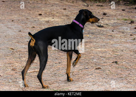 Dobermann Hund, Jagd Haltung Stockfoto
