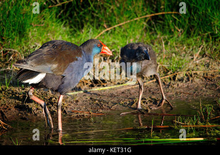 Violett henne Sumpf (porphyrio Porphyrio) Ernährung Küken am Ufer des Sees von Richmond, Western Australia Stockfoto