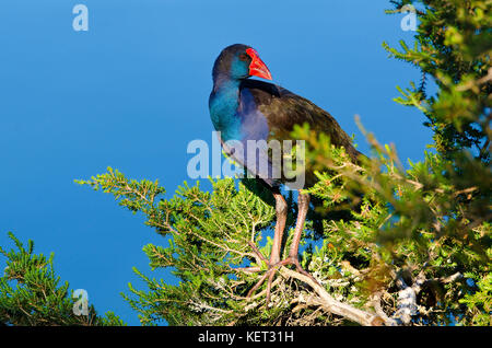 Violett henne Sumpf (porphyrio Porphyrio) Balancieren auf Ast am Ufer des Sees von Richmond, Western Australia Stockfoto