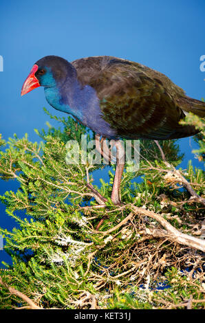 Violett henne Sumpf (porphyrio Porphyrio) Balancieren auf Ast am Ufer des Sees von Richmond, Western Australia Stockfoto