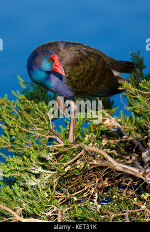 Violett henne Sumpf (porphyrio Porphyrio) Balancieren auf Ast am Ufer des Sees von Richmond, Western Australia Stockfoto