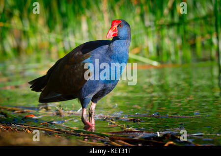 Violett henne Sumpf (porphyrio Porphyrio) Nahrungssuche im Schilf am Ufer des Sees von Richmond, Western Australia Stockfoto