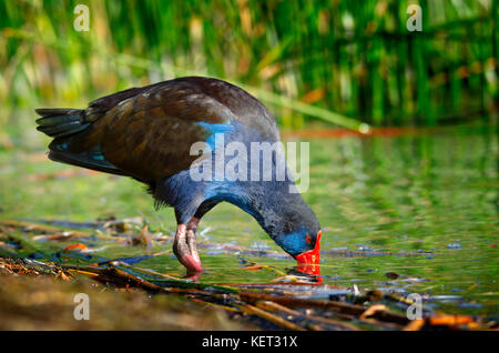 Violett henne Sumpf (porphyrio Porphyrio) trinken in Schilf am Ufer des Sees von Richmond, Western Australia Stockfoto