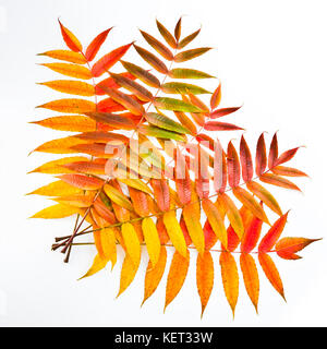 Bunte sumac Blätter auf einem weißen Hintergrund. Herbst. Stockfoto