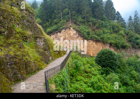 Allgemeine Querformat unter grossen grünen Pinien auf einem Berg in Rize von Zil Burg. Stockfoto