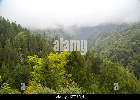 Allgemeine Querformat von nebligen Wald unter den großen grünen Pinien auf einem Berg in Rize, Türkei. Stockfoto