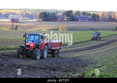 Paimio, Finnland - 21. Oktober 2017: Zuckerrüben Ernte Ende Oktober in Finnland mit einem Massey Ferguson 6280 farm Traktor und Anhänger für transportin Stockfoto