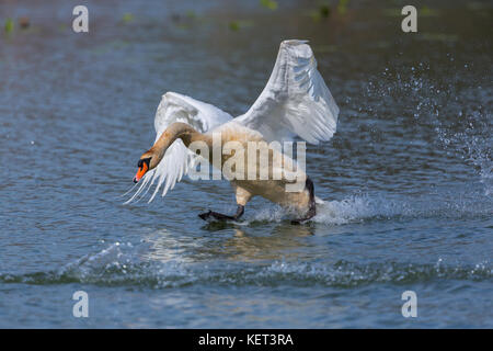 Natürliche Höckerschwan (Cygnus olor), die auf dem Wasser Stockfoto