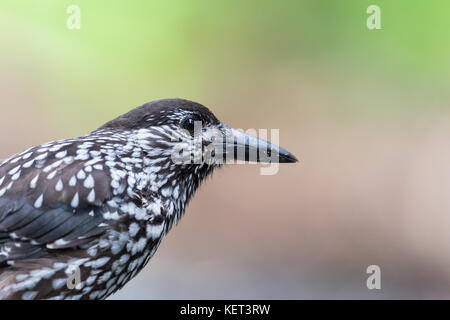 Portrait von natürlichen beschmutzt Nussknacker (Nucifraga caryocatactes) Vogel Stockfoto