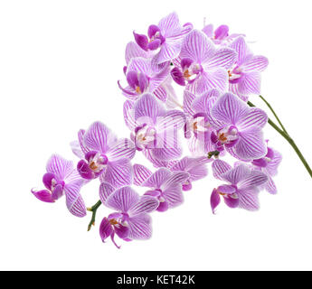 Violett Orchidee Zweig auf Weiß isoliert Stockfoto