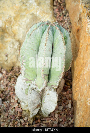 Ein astrophytum myriostigma, der auch als Bischof cap Cactus bekannt, Bishop's Hut oder der Bischofsmütze Kaktus. Stockfoto