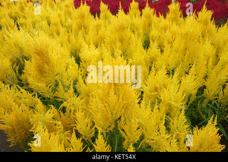 Bunt gefiederten cockscomb Blume oder Celosia argentea Blüte Stockfoto