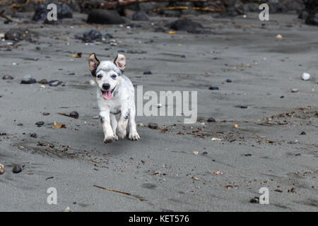 Australian Cattle Dog Welpen entlang einer felsigen Strand Stockfoto