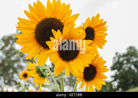 In der Nähe schöne Sonnenblumen und Biene auf Natur Hintergrund Stockfoto