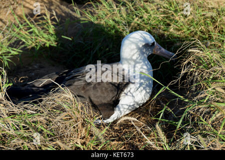 Albatross Nistplatz in der Nähe von Ka'ena, Oahu Hawaii Stockfoto