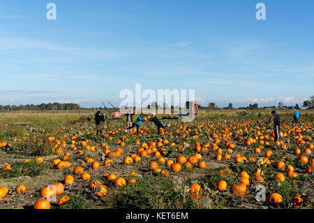 Gruppe von Menschen, die Bilder und Spaß in einem Kürbis Feld Westham Island Herb Farm, South Delta, BC, Kanada Stockfoto