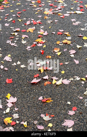 Bunte Blätter im Herbst liegen auf dem Bürgersteig, Vancouver, BC, Kanada Stockfoto
