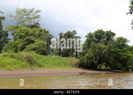 Rancho La Pavona in Tortuguero Fluss übertragen, Rio Suerte, Provinz Limón, Costa Rica, Karibik, Mittelamerika Stockfoto