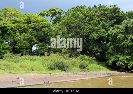 Rancho La Pavona in Tortuguero Fluss übertragen, Rio Suerte, Provinz Limón, Costa Rica, Karibik, Mittelamerika Stockfoto